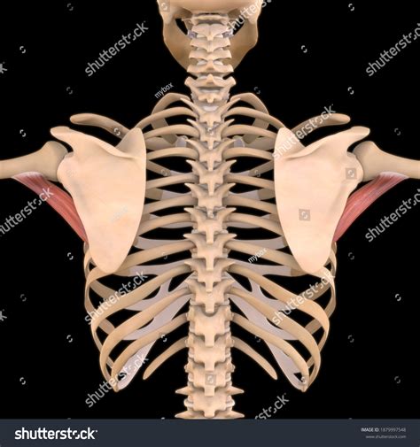 Image result for Soft Muscle Cells