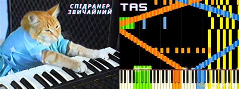Image result for Tas SpeedRun