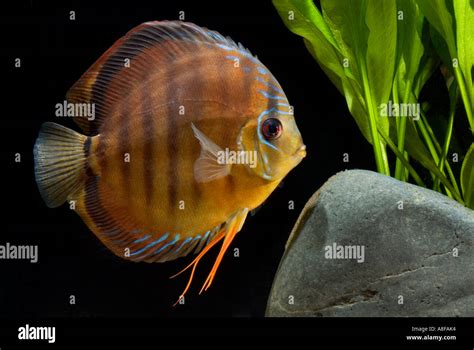 Afbeeldingsresultaten voor Brown Discus