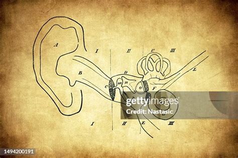 Image result for Ear Diagram HD