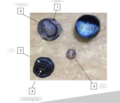 Pig Eye Dissection に対する画像結果