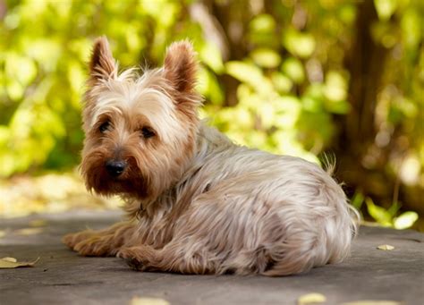 Image result for Extra Small Micro Dogs