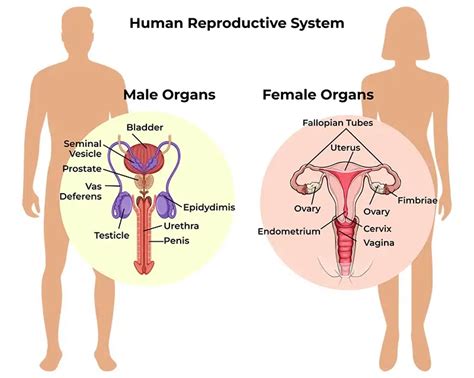 Toradh íomhá ar Female Reproductive System Consists Of