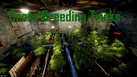 Image result for Rust Crossbreeding Calculator