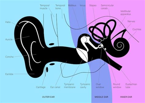 Image result for Ear Diagram SQL