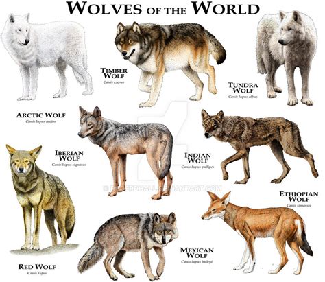 Toradh íomhá ar Kinds of Wolves