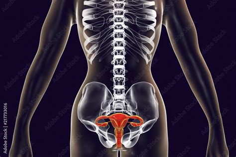Image result for Female Reproductive Part in Real