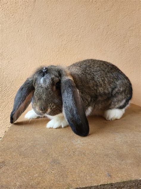 Zajec Zival に対する画像結果