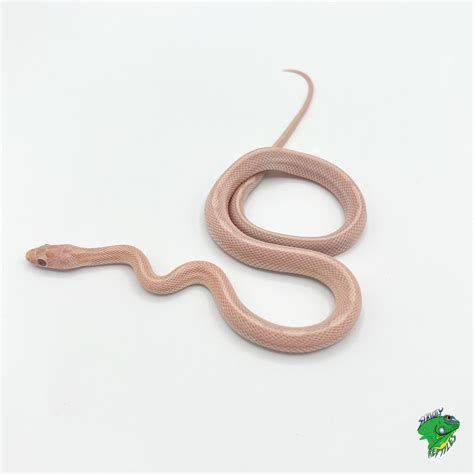 Image result for Lavender Corn Snake