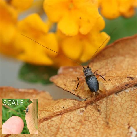 Image result for Humidity Bugs