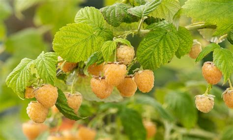 Image result for Gele Frambozen