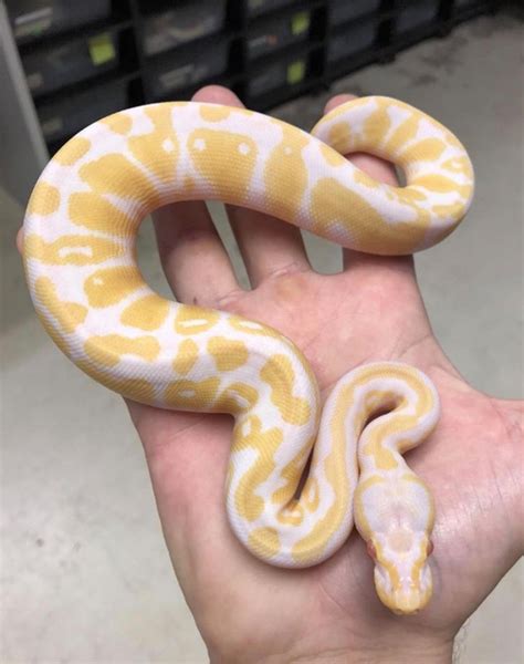 Large Ball Python に対する画像結果