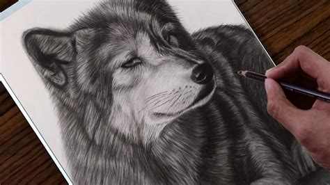 Image result for Realistic Wolf Drawing