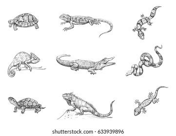 Image result for 3 Reptiles Animal Drawing