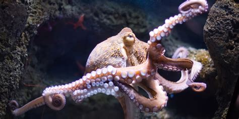 Octopus Habitat ਲਈ ਪ੍ਰਤੀਬਿੰਬ ਨਤੀਜਾ