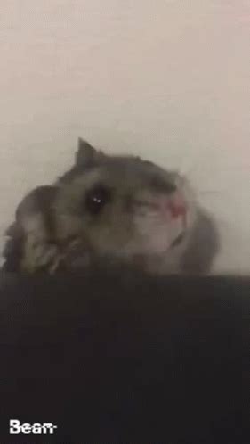 Image result for Sad Hamster Meme