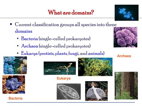 Image result for Domain Definition Science