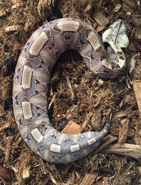 Image result for Gaboon Viper