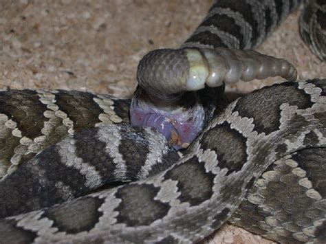 Image result for The Mating of Snakes