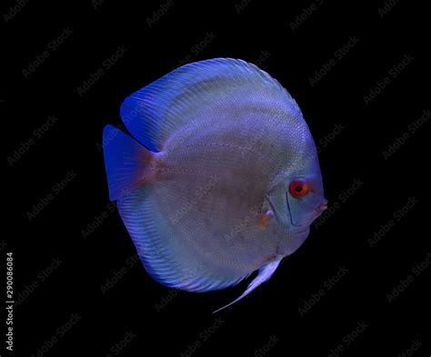 Image result for Purple Dragon Discus Fish