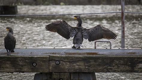 Toradh íomhá ar Dikke Bij
