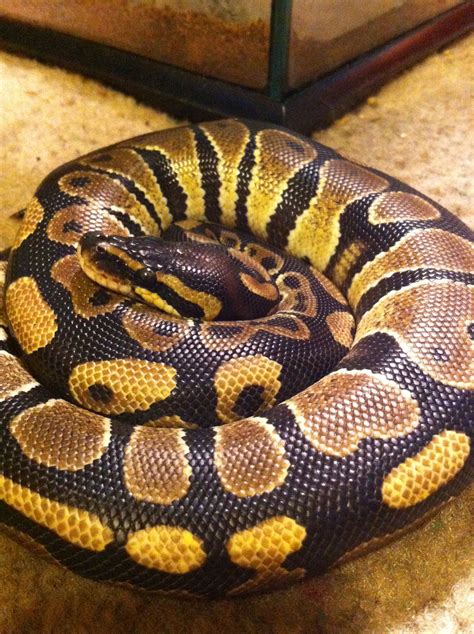 Large Ball Python に対する画像結果