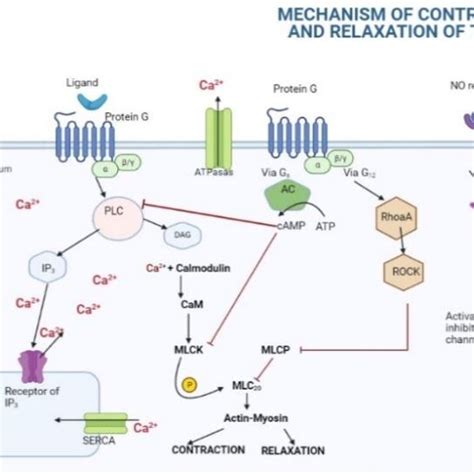 Latch Mechanism Smooth Muscle に対する画像結果