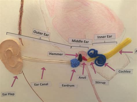 Ear Diagram for Grade 5 Project に対する画像結果