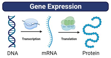 Image result for Stages of Gene Expression