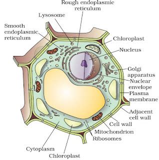 Toradh íomhá ar 9th Science Daigrams