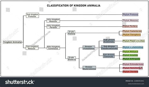 Toradh íomhá ar Classification Flowchart