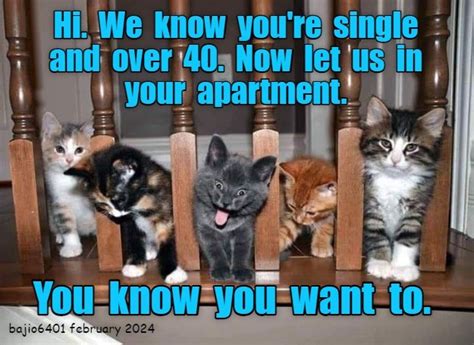 Image result for Proud Cat Meme