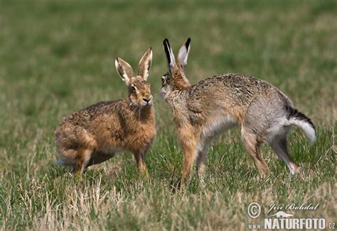 Zajec Zival に対する画像結果