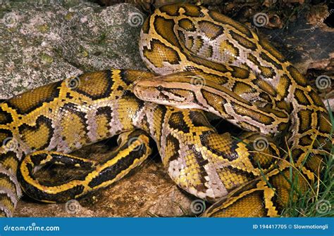 Python Slangen에 대한 이미지 결과