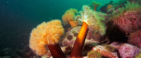 Image result for Decouverte Du Milieu