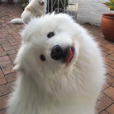 The Woof World - The Woof World added a new photo.