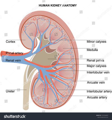 Image result for Kidney Anatomy Chart
