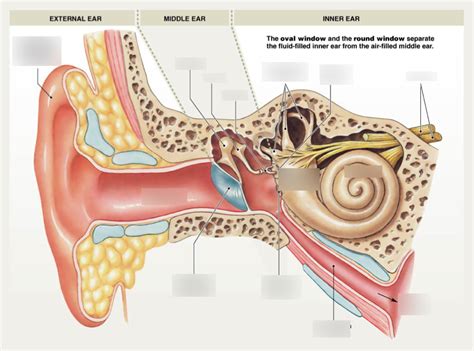 Image result for Ear Diagram HD