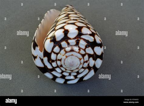 Cone-Shaped Shell に対する画像結果