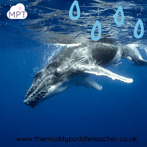 Image result for Dive into Puddle