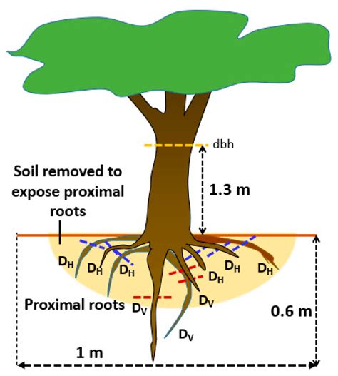 Cottonwood Tree Root System Diagram に対する画像結果