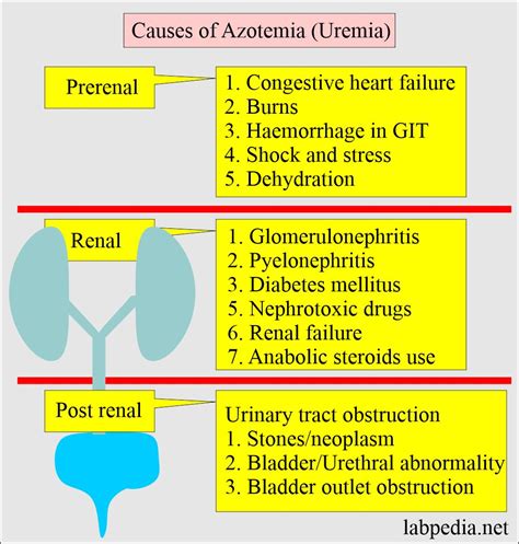 Afbeeldingsresultaten voor Normal Creatinine Levels Chart