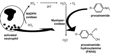 Image result for Functional Groups Procainamide