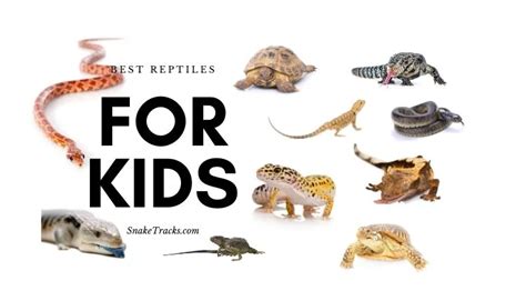 Image result for Reptiles Drawing with Body Organs