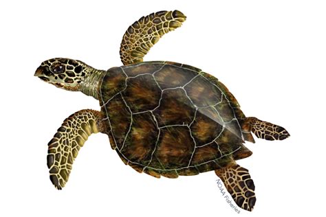 Turtle PNG に対する画像結果