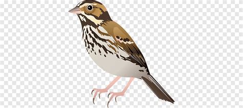 Image result for Sharrow PNG