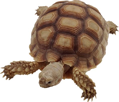 Turtle PNG に対する画像結果