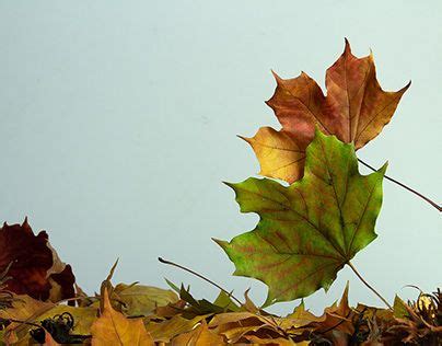 Autumn Leaves Artwork