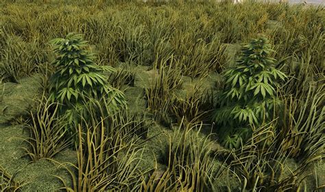 Afbeeldingsresultaten voor Perfect Hemp Clone Rust