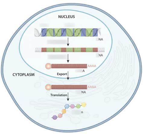 Image result for Stages of Gene Expression